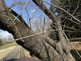 2025桜開花情報【3月2日号】