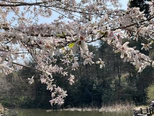 ピンクの児童遊園地