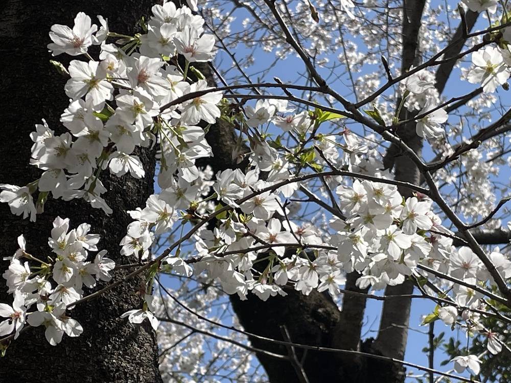 2025桜開花情報【4月5日号】の写真