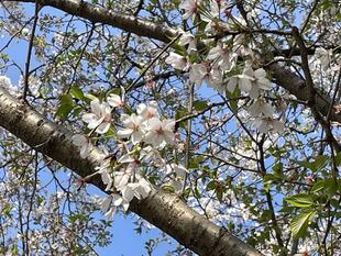 2025桜開花情報【4月10日号】桜吹雪