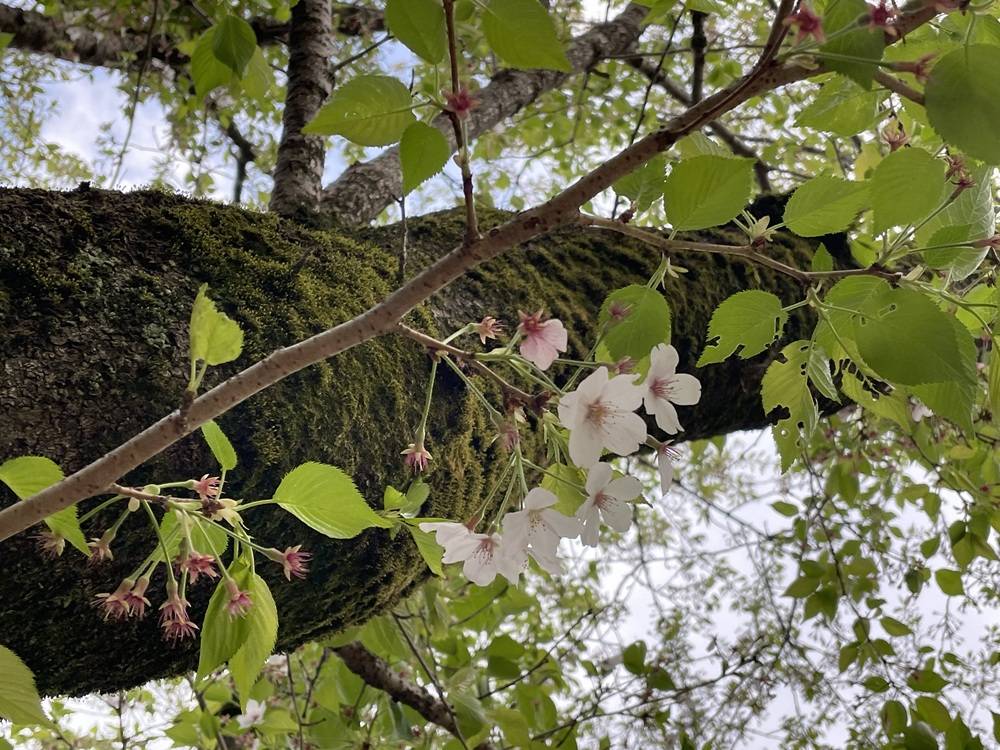 2025桜開花情報【4月12日号】そろそろ葉桜の写真