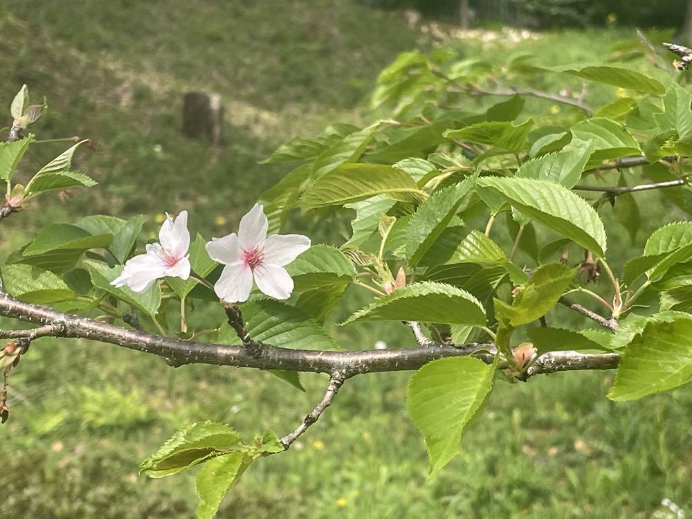 2025桜開花情報【4月17日号】すっかり 葉桜!の写真