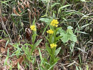 キンラン　咲きだしました。