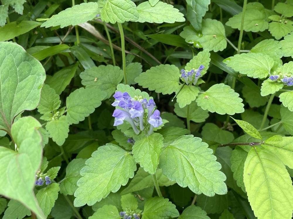 タツナミソウの写真