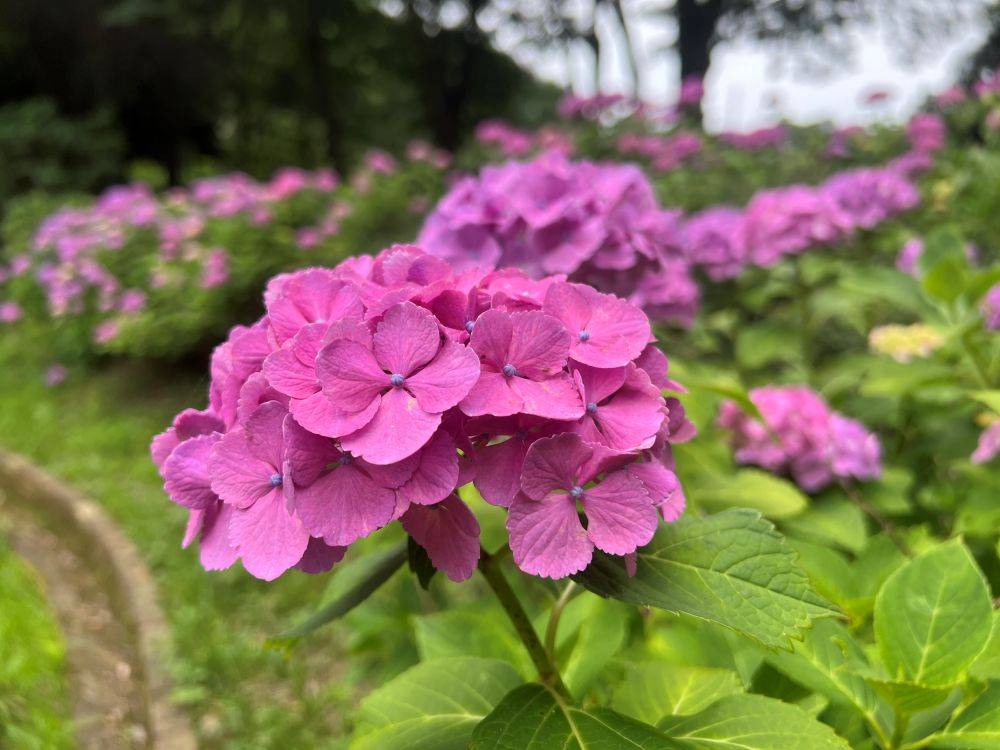 梅雨の公園に咲く花と小さな奇跡の写真