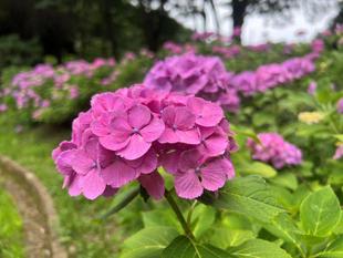 梅雨の公園に咲く花と小さな奇跡