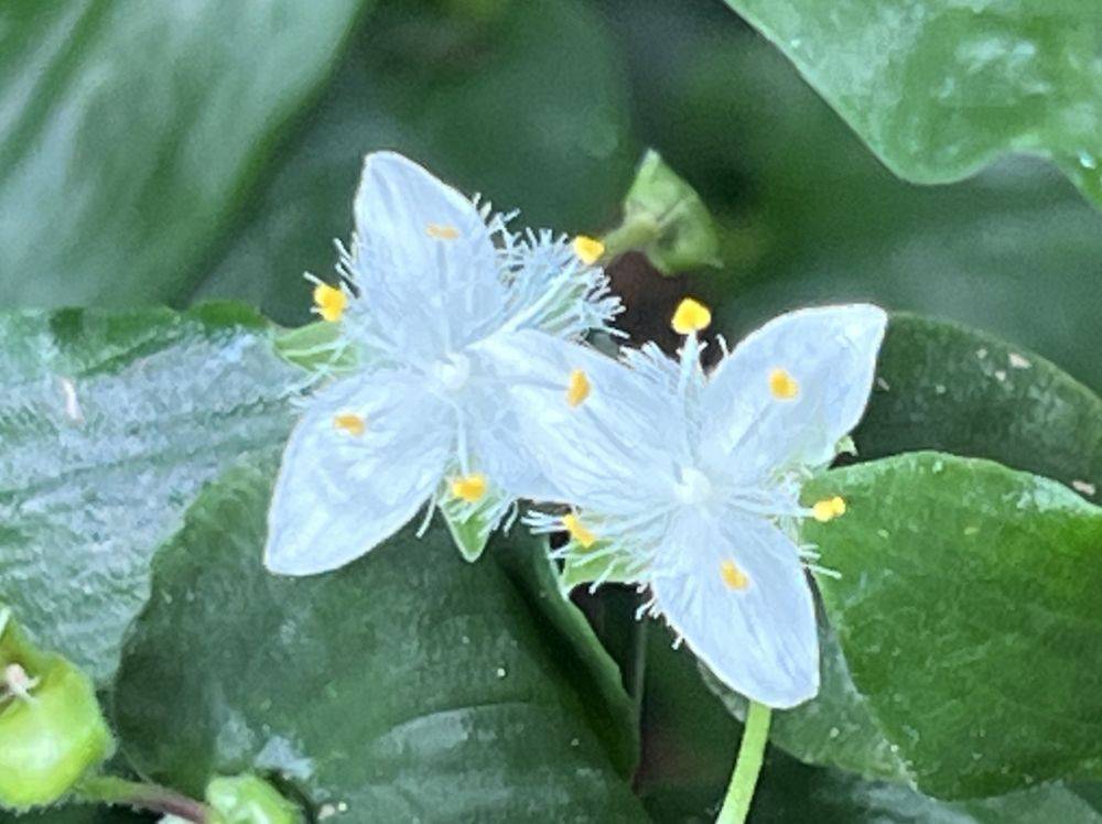 涼を咲かせるふたつの花の写真