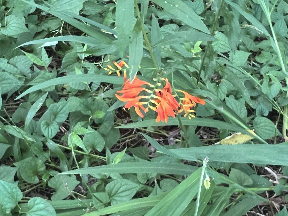 児童遊園地に咲く夏の彩りの写真