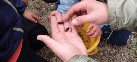 ヤゴ観察会の画像