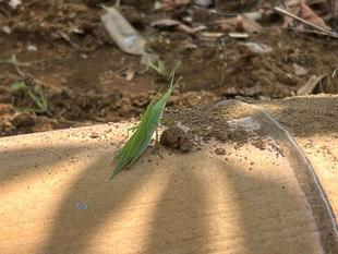 オンブバッタ ― 小さな背中に、大きな物語