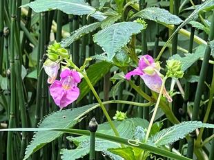 自然のモビール、ツリフネソウ