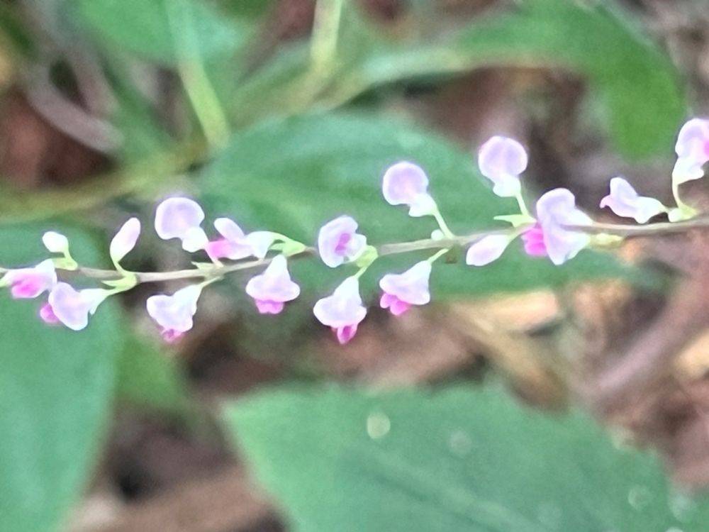 風に揺れるヌスビトハギの小さな花の写真
