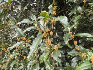 香りで感じる秋の気配