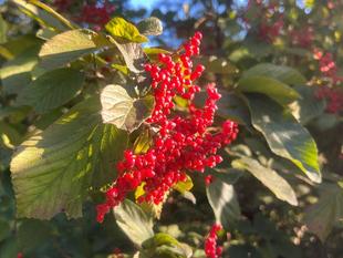 秋空に輝く、ガマズミの実