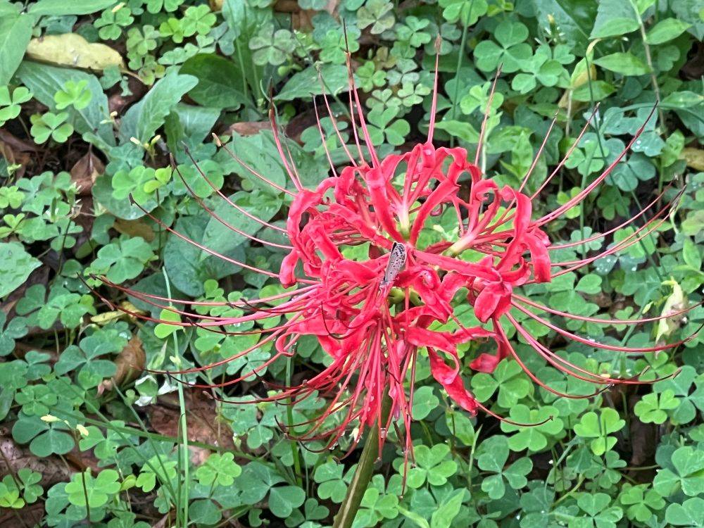 大雨のあとに彩る花模様の写真