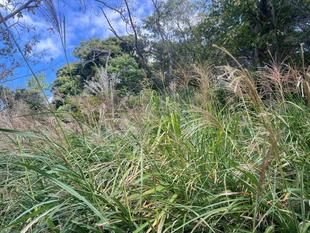 風にそよぐススキの季節