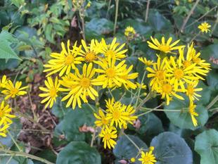 秋色に染まる道 