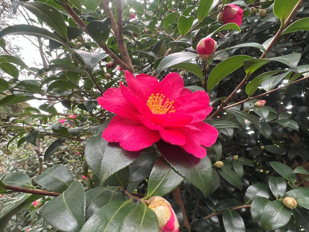 サザンカが見ごろですの写真