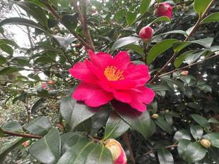 サザンカが見ごろです