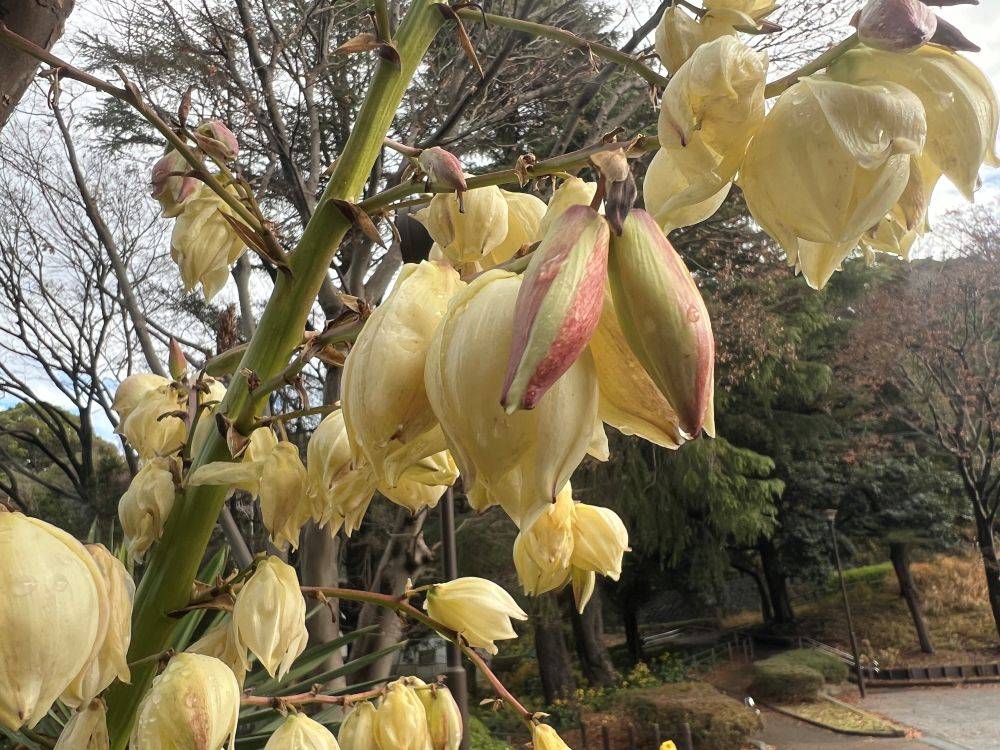 冬空に咲くの写真