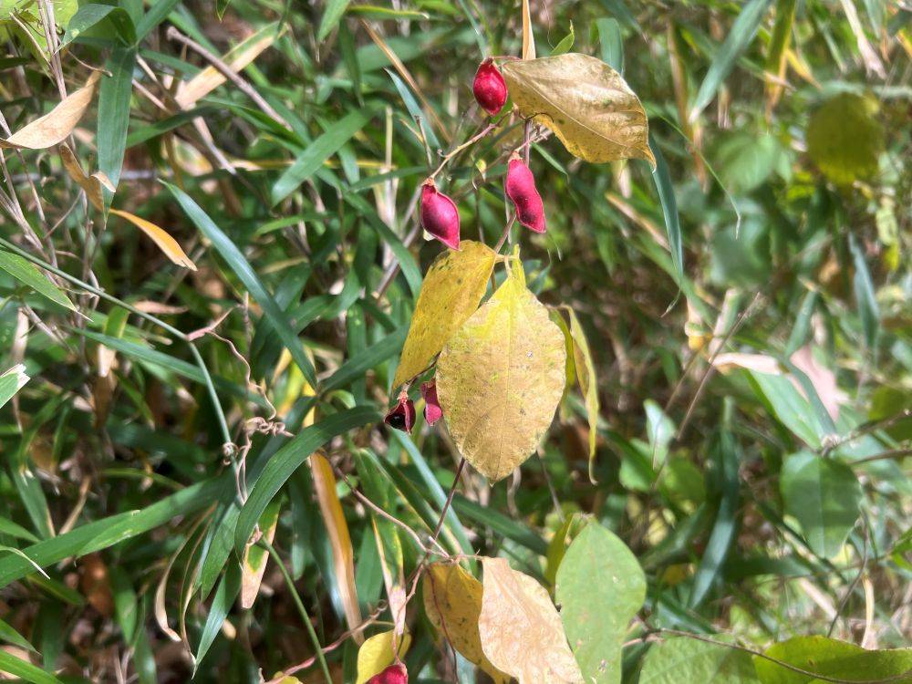 紅のマメの写真