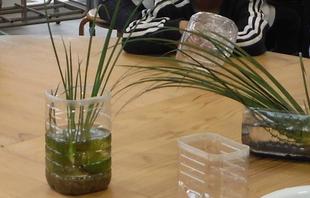 ペットボトルビオトープ作り