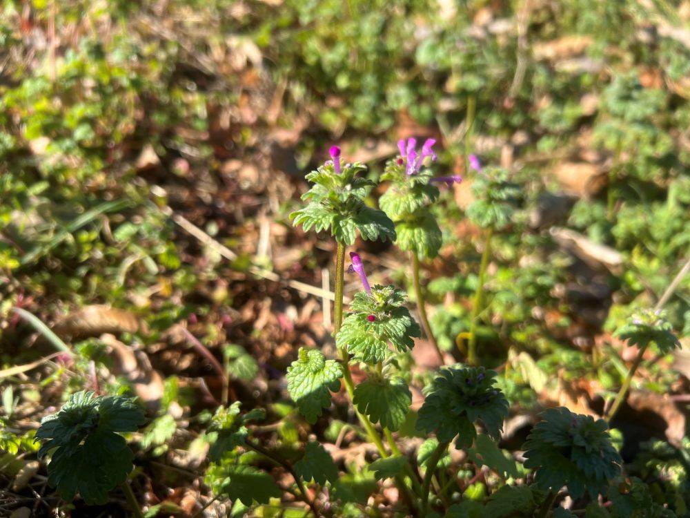 新年の息吹、はじまりの公園散歩の写真