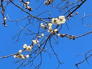 梅　本日の開花状況