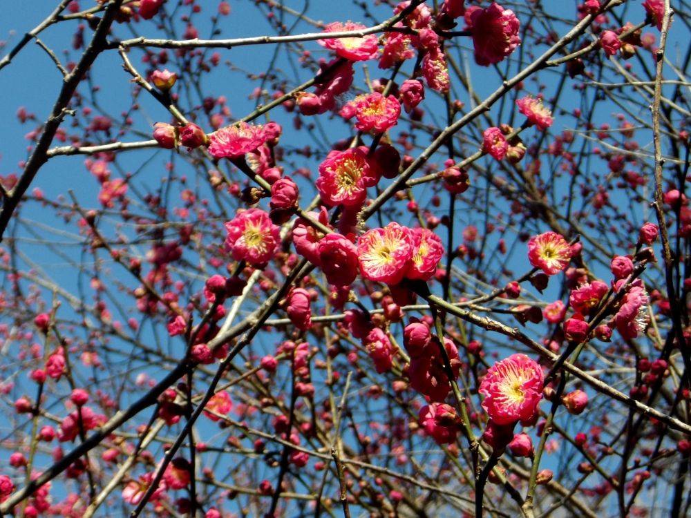 梅の開花、続々と進行中！の写真