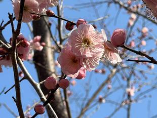 梅、今が見ごろです！