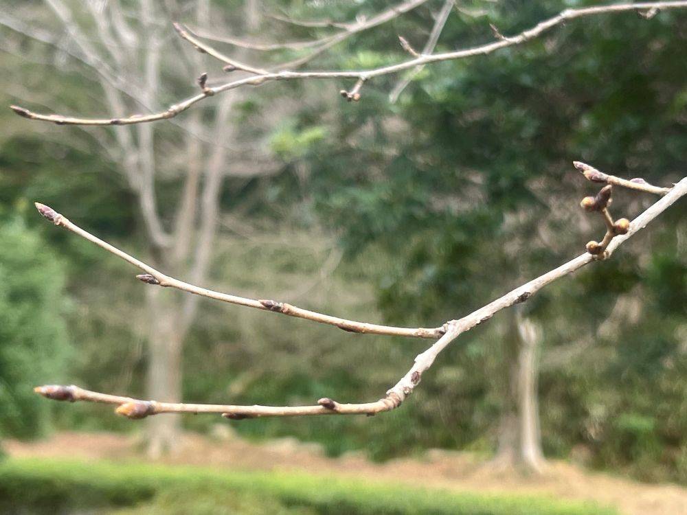 2026年 サクラ情報🌸の写真