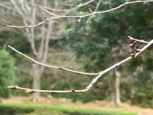 2026年 サクラ情報🌸