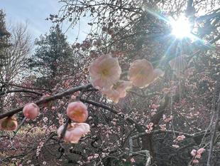 続、梅　本日の開花情報