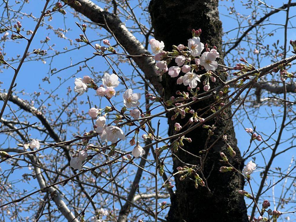  2026年3月21日（土） サクラ情報🌸の写真