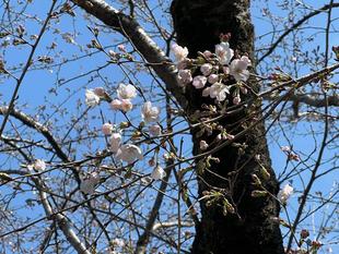 2026年3月21日（土） サクラ情報🌸