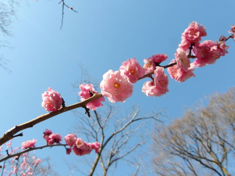 遅咲きの梅の写真