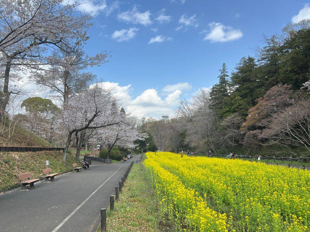  2026年3月27日（金） サクラ情報🌸の写真
