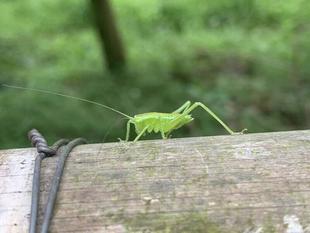 狩り場の丘　春の昆虫観察会