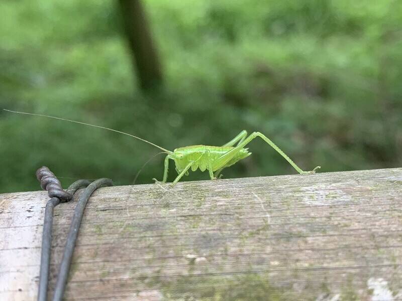 狩り場の丘　春の昆虫観察会の写真