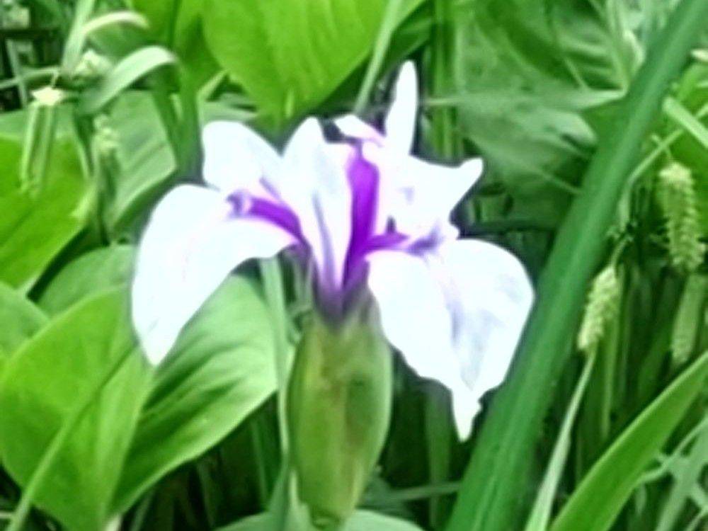 菖蒲の開花の写真
