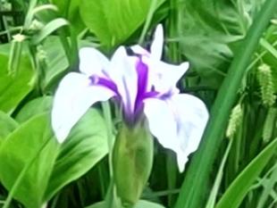 菖蒲の開花