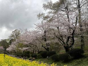 2026年4月1日（水） サクラ情報🌸