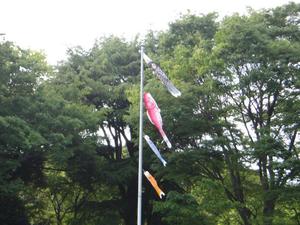 端午の節句の写真