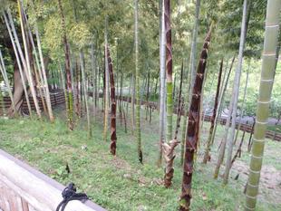 竹林