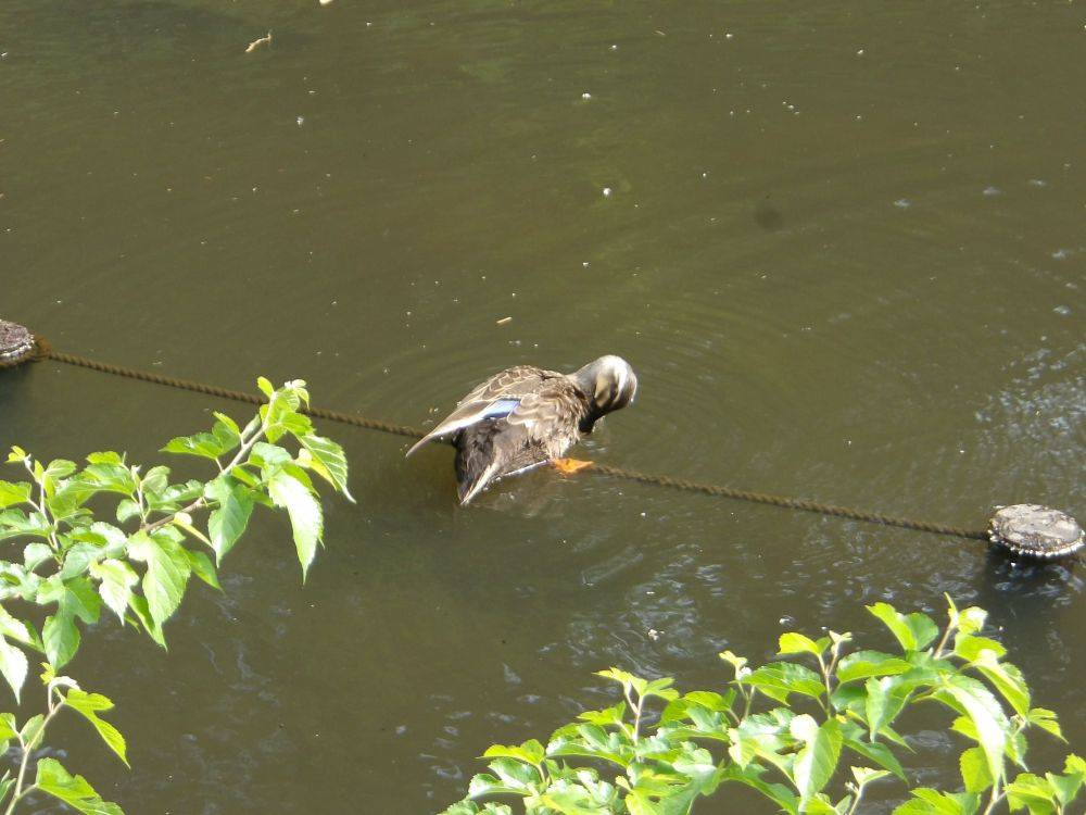 カルガモの写真