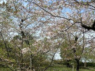  2026年4月5日（日） サクラ情報🌸