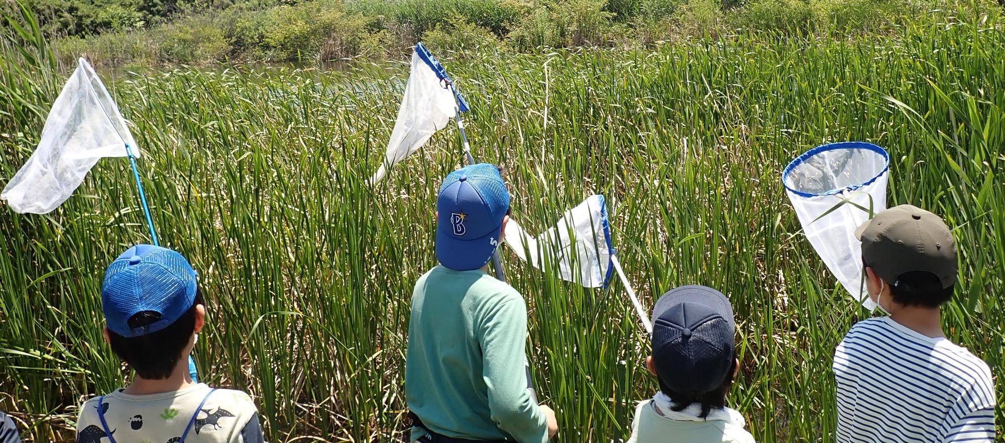 初夏のトンボ観察会の写真