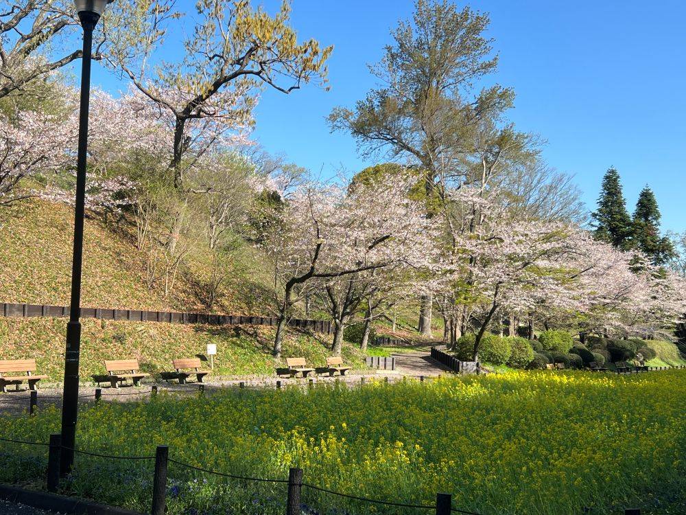 2026年4月3日（金） サクラ情報🌸の写真