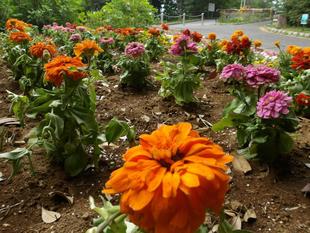 花壇への花苗植え付け