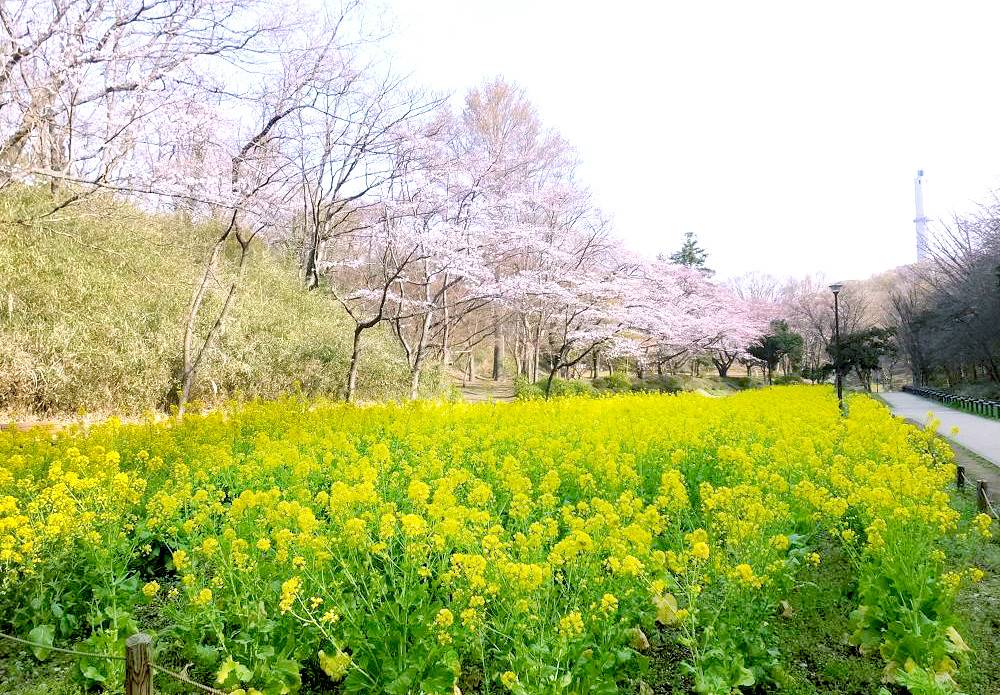 横浜市児童遊園地_花畑.jpg